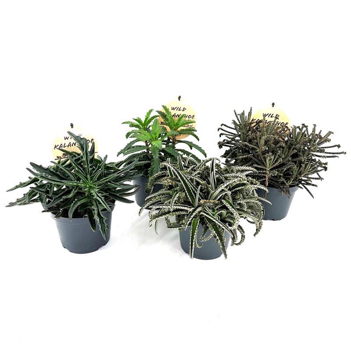 <h4>KALANCHOE-HYBRID P12 WILD</h4>