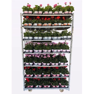Pelargonium Zonale Grp Savannah mixkar