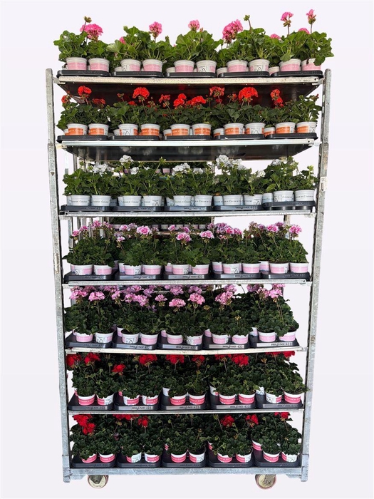 <h4>Pelargonium Zonale Grp Savannah mixkar</h4>