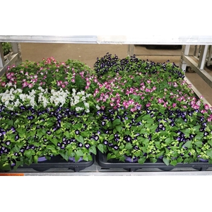 Torenia Kauai Mixk 1 Klr Per Tray