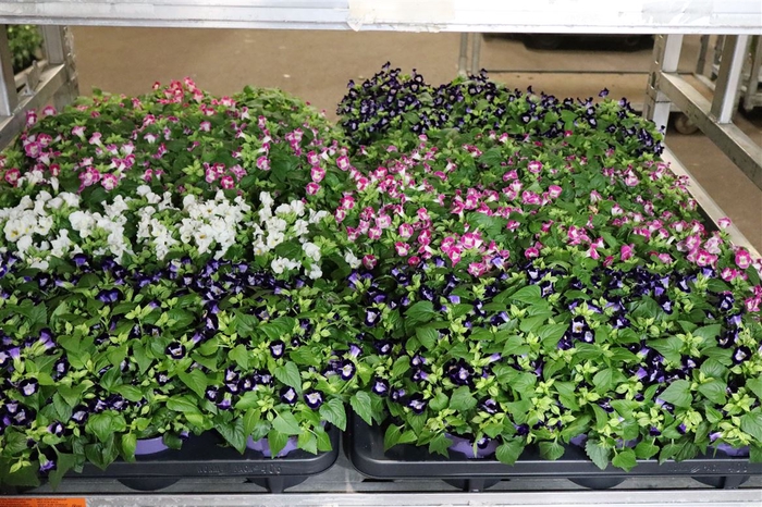 <h4>Torenia Kauai Mixk 1 Klr Per Tray</h4>