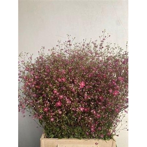 Gyps El Roze Per Bos