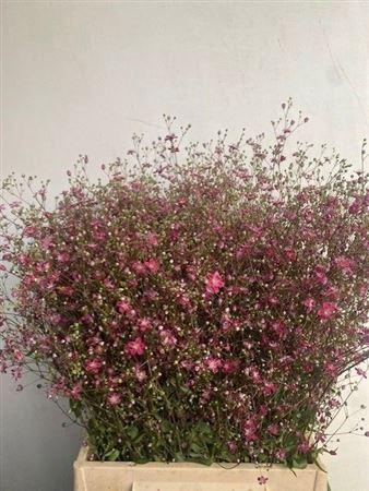 <h4>Gyps El Roze Per Bos</h4>