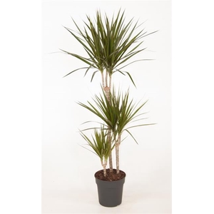 DRA MARGINATA