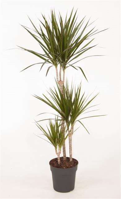 DRA MARGINATA