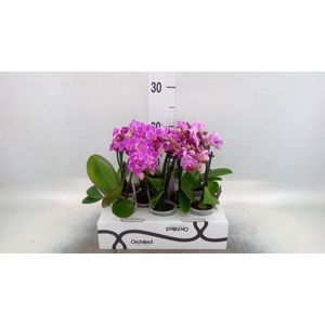 Phalaenopsis   ...mini