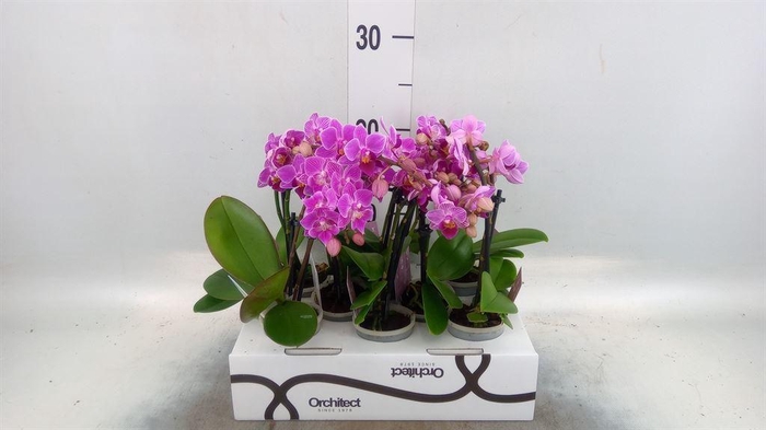 <h4>Phalaenopsis   ...mini</h4>