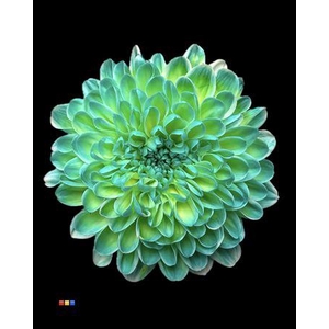 Chr T Altaj Double Mint