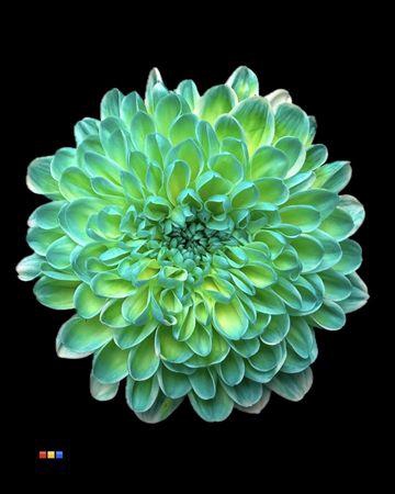 Chr T Altaj Double Mint