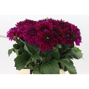 Dahlia Fuchsia