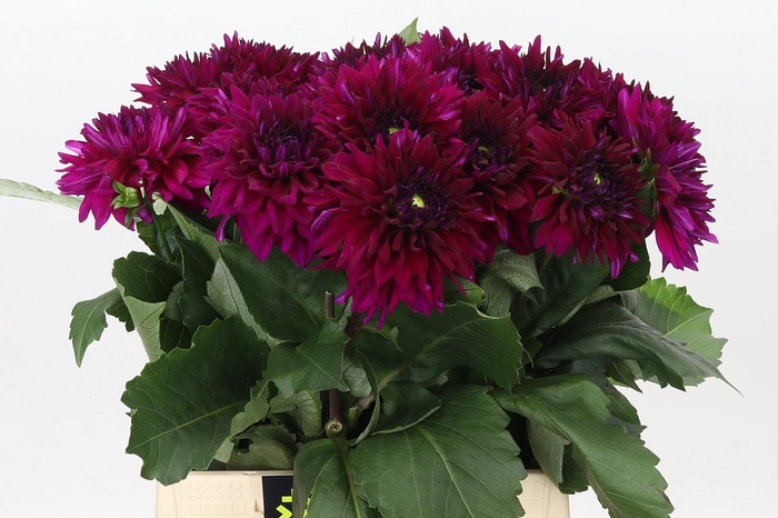 <h4>Dahlia Fuchsia</h4>