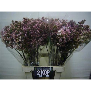 Syr Hy Maidens Blush 70 Cm 2 Hd