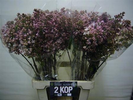 <h4>Syr Hy Maidens Blush 70 Cm 2 Hd</h4>