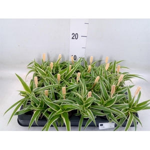 Chlorophytum com. 'Ocean'