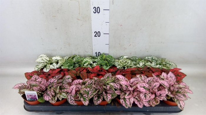 <h4>Hypoestes phyllo.   ...mix</h4>