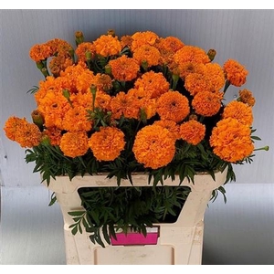 Tagetes Er Promise Oranje