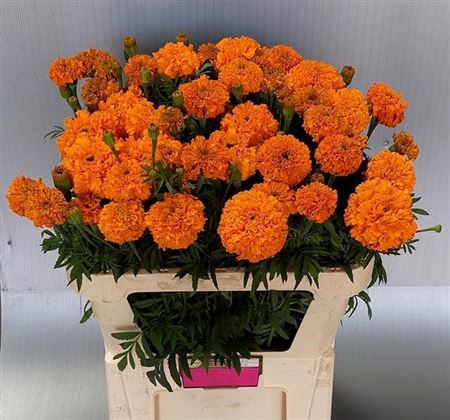 Tagetes Er Promise Oranje