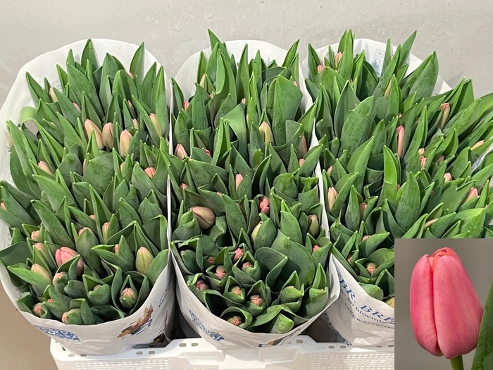 <h4>TU EN TRESOR</h4>