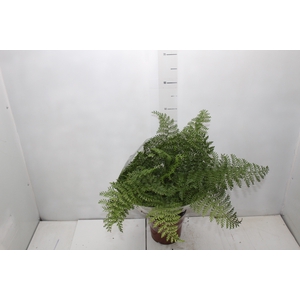 ASPLENIUM PARVATI P17