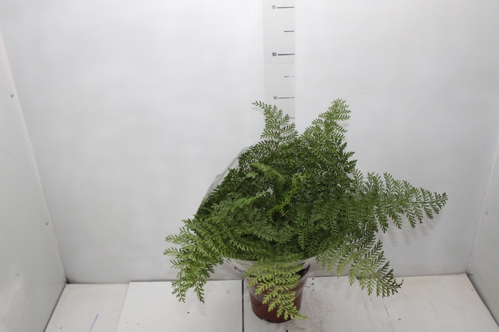 <h4>ASPLENIUM PARVATI P17</h4>
