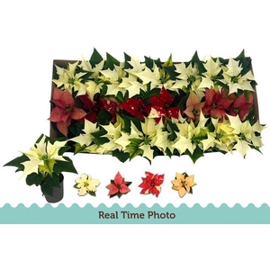 EUPHOR POINSETTIA MINI MIX P6