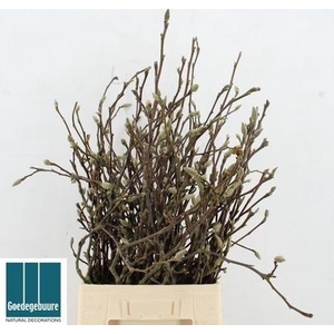 MAGNOLIA GRANDIFLORA