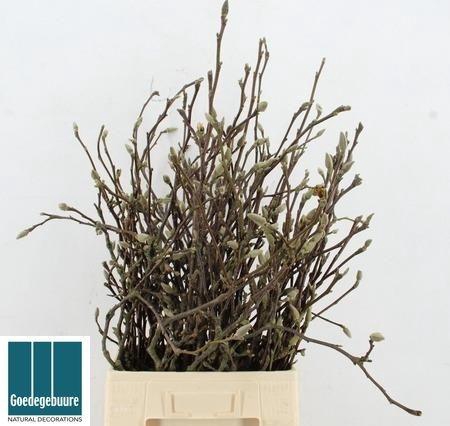 <h4>MAGNOLIA GRANDIFLORA</h4>