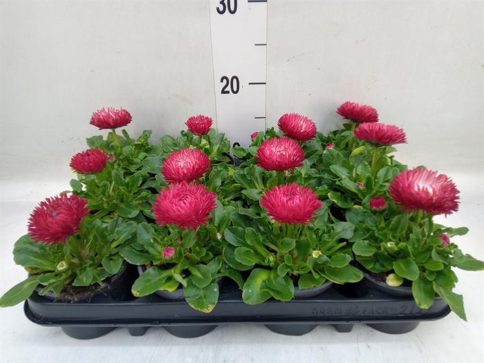 <h4>Bellis perennis</h4>