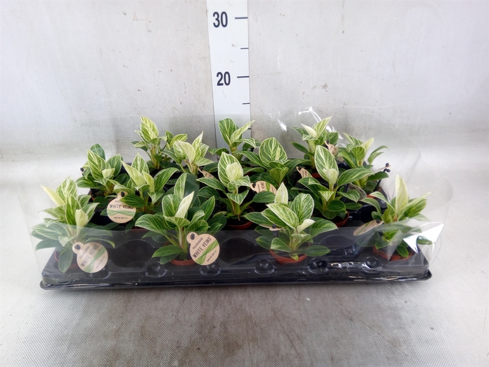 <h4>Philodendron   ...</h4>