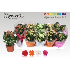 Kalanchoe blos.   ..rosebud mix  4