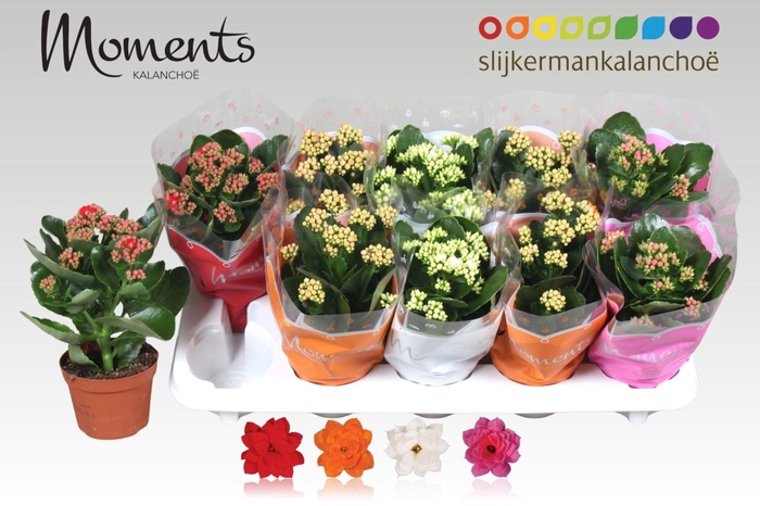 <h4>Kalanchoe blos.   ..rosebud mix  4</h4>