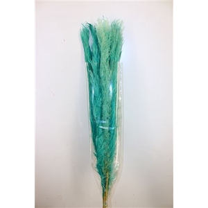 Dried Cortaderia Dadang Light Blue 110cm