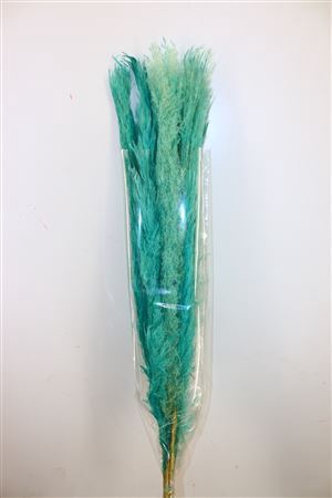 Dried Cortaderia Dadang Light Blue 110cm