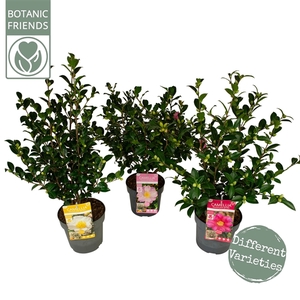 Camellia sas. 'MIX' Premium