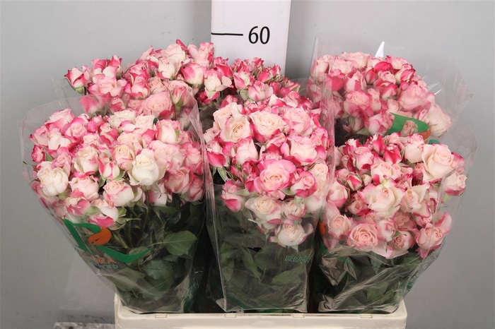 <h4>R Tr Reflex</h4>