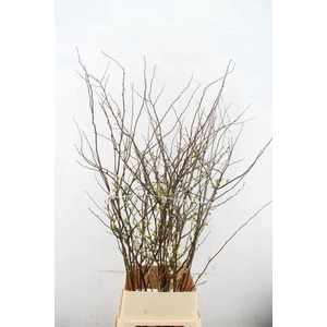 CHAENOMELES 'IVOOR 100CM'