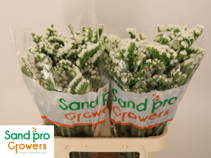 <h4>LIM S PAULA WHITE+</h4>