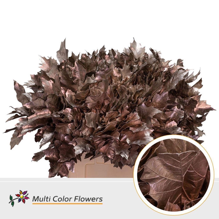 <h4>Quercus rubra   ...colored H%</h4>