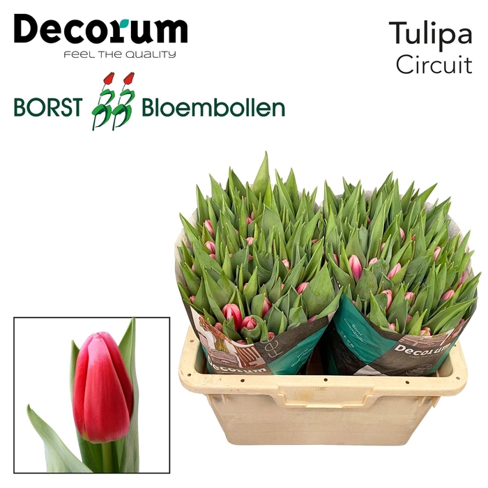 <h4>Tu En Circuit</h4>