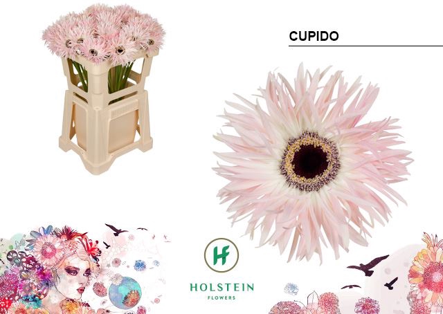 <h4>Gerbera Big Gerspider Cupido</h4>