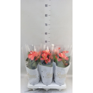 Anthurium andr. 'FC Cinemato'