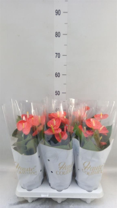 <h4>Anthurium andr. 'FC Cinemato'</h4>