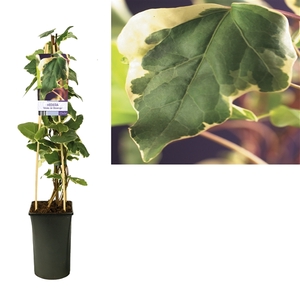 Hedera 'Gloire de Marengo' +light label