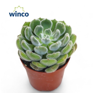 Echeveria Green Velvet