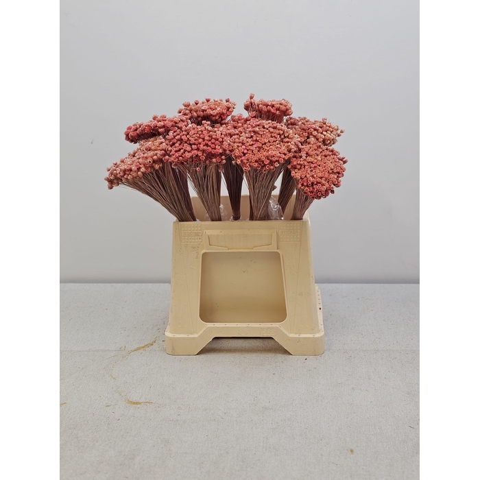 <h4>GESTABILISEERD AMAZIDE PINK</h4>