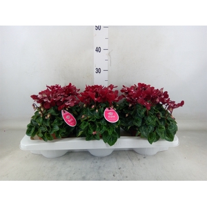 Cyclamen KL 'Djix'