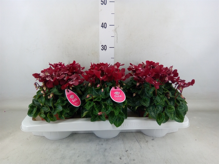 <h4>Cyclamen KL 'Djix'</h4>
