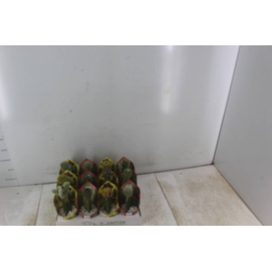 CACTUS ENXERTADO P07