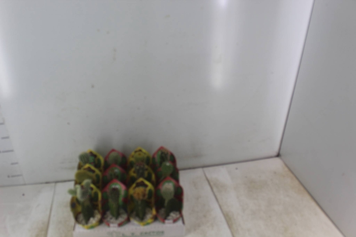 <h4>CACTUS ENXERTADO P07</h4>