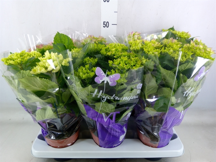 <h4>Hydrangea mac.   ...mix</h4>